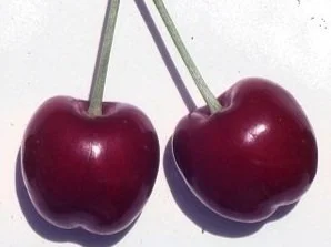 Cherry Tree, Cherry Varieties, Cherry Tree Rootstock — Burchell